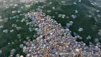 Vorsicht am Strand: Quallen-Plage auf Mallorca