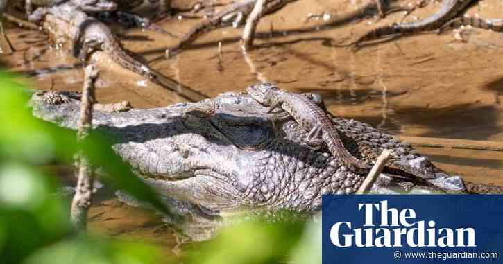 Hunt for serial crocodile killer in Queensland after second decapitation