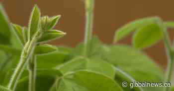 Kingston, Ont., BioTech startup working on ‘climate change-resistant’ crops