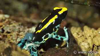 Tiny frogs rock even tinier 'G-strings' for science