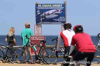'Smartphones' for Sharks: Scientists Upgrade Sensors to Keep Track of Cape Cod's White Sharks