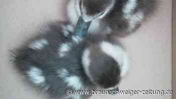 A7: Spaziergang für Gänsefamilie bei Nörten endet tragisch