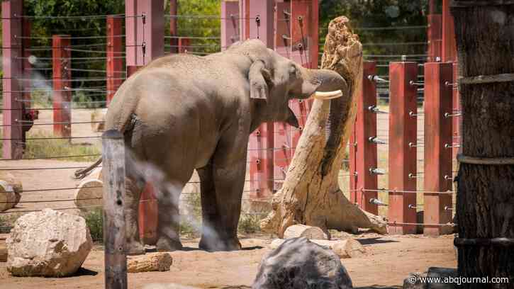 ABQ BioPark Zoo explains what’s next for elephant who tested positive for tuberculosis