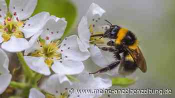 Gartentier des Jahres 2023 – sieben überraschende Fun-Facts über die Gartenhummel