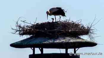 Storch-Nachwuchs auf dem Brauerei-Turm