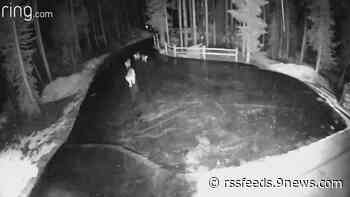 Pack of mountain lions crosses driveway in Colorado