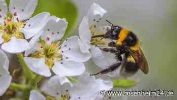 Gartentier des Jahres 2023 – sieben überraschende Fun-Facts über die Gartenhummel