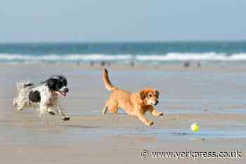 Warning to UK dog owners over palm oil bergs as pet dies