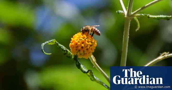EU’s biodiversity law under threat from centre-right MEPs