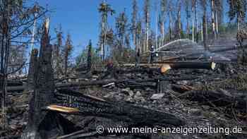 So hat sich die Zahl der Waldbrände in Deutschland verändert