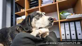 So gelingt der erste Arbeitstag mit dem Hund