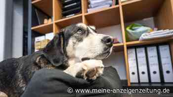 So gelingt der erste Arbeitstag mit dem Hund