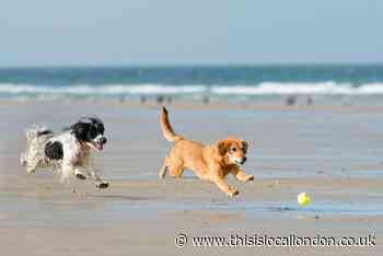 Warning to UK dog owners over palm oil bergs as pet dies