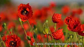 Es bleibt sommerlich - Gewitterrisiko steigt