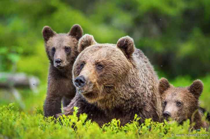 Polkadot Ventures Into Bearish Zone: What’s The Next Move For DOT?