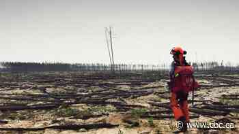 Climate change, fires transform some of Canada's boreal forests into savannahs