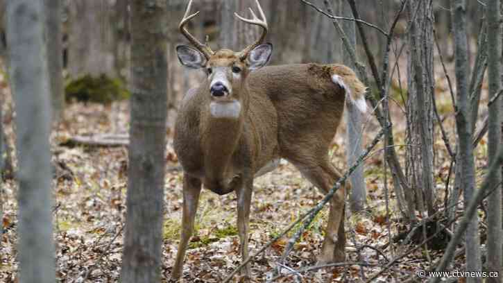 Wildlife unseen casualty as forests burn in worst wildfire season of the century