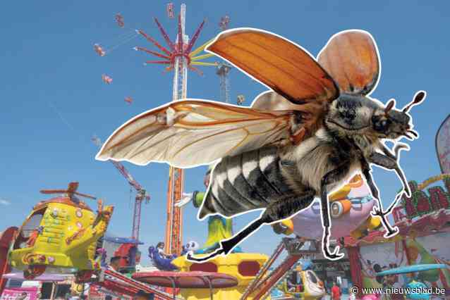 Opvallend veel junikevers gespot op Sinksenfoor: “Mannetjes hebben de gewoonte om hoogte op te zoeken”