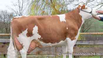 Fleckviehkuh Larissa ist „Grand Champion“ bei der Bundesschau
