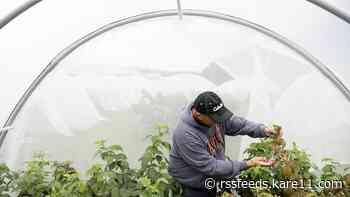 To fight berry-busting fruit flies, researchers focus on sterilizing the bugs