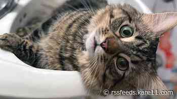 Minneapolis cat takes home top honors in wackiest pet name contest