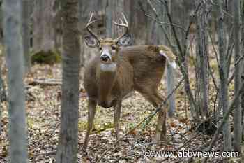 Wildlife unseen casualty as forests burn in worst wildfire season of the century
