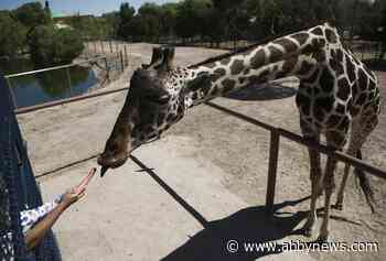 Activists say Benito the giraffe isn’t living his best life in small Mexican zoo
