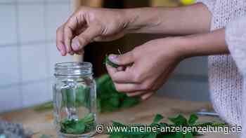 Sommerlicher Durstlöscher: Rezept für selbst gemachte Giersch-Limonade