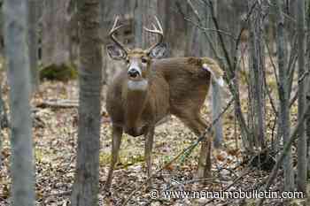 Wildlife unseen casualty as forests burn in worst wildfire season of the century