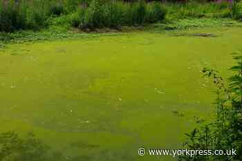 Blue-green algae: How to spot in UK water and why is it harmful?