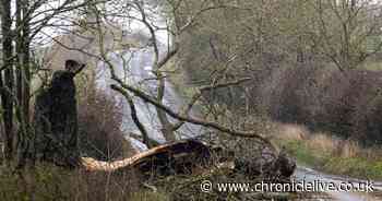 Government funding will restore Northumberland woodland damaged by 'horrific' Storm Arwen
