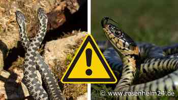 Nach Schlangenfund in NRW: Diese Arten sollte man unbedingt erkennen