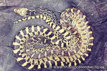 Bull snake found outside Little Crown pub in Deptford