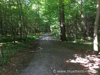 Baumkontrollen in Saarn