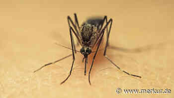 Mücken-Hochsaison: Sieben Mythen um die kleinen Blutsauger