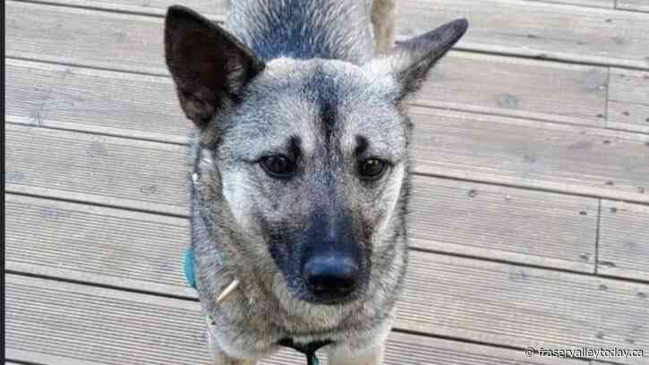 Chilliwack-area volunteers unite to find Rosie, a pup missing for over 50 days