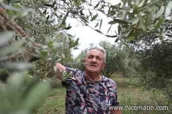 "Des pluies bénéfiques mais pas sans conséquences": les agriculteurs du Var et des Alpes-Maritimes mitigés après les récents épisodes pluvieux