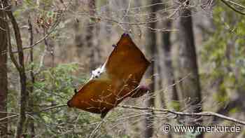 „Kann nicht aufhören, mir das anzusehen“: Video von Flughörnchen, das sich tot stellt, erheitert Netz