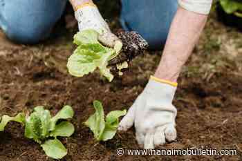 Your garden doesn’t like the wildfires, either. Here’s how to help plants handle smoke and ash