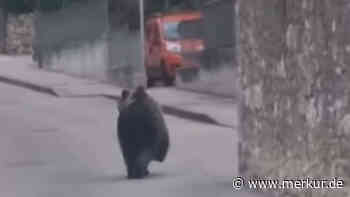 Bär läuft durch Stadtzentrum am Gardasee – drastische Folgen für filmenden Autofahrer