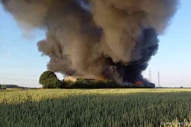 Zware brand verwoest opslagloods van fruitbedrijf in Grote-Spouwen: rookpluim te zien tot in Tongeren en Hasselt