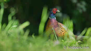 This Might Be the Most Exciting Camera Feature in Years