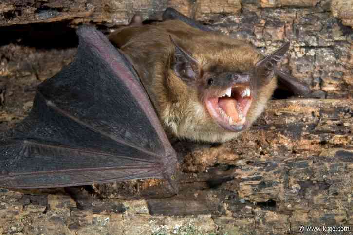 Bat tests positive for rabies near Durango, Colorado