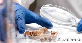 Kingston, Ont. psychedelic wellness company partners with St. Lawrence College for study