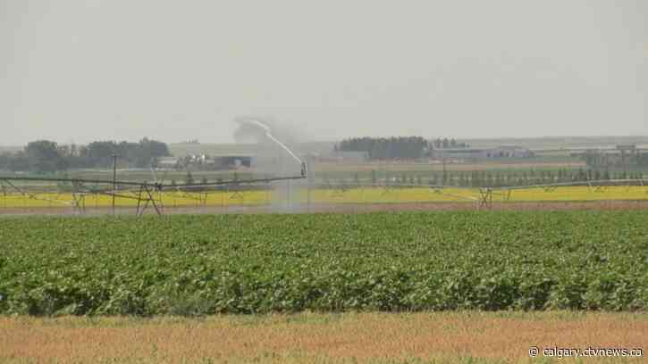 'It's a mess': Lethbridge Northern Irrigation District canal leaks causing problems for farmers