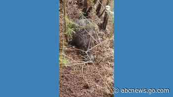 WATCH:  Wild platypuses duke it out in Tasmania