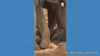 WATCH:  German zoo welcomes newborn elephant calf