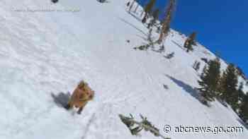 WATCH:  Dogs have fun in snow and sand