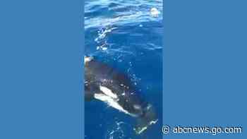 WATCH:  Killer whale rips rudder off boat