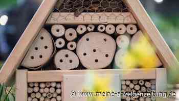 Wie sollte ein gutes Insektenhotel gebaut sein?